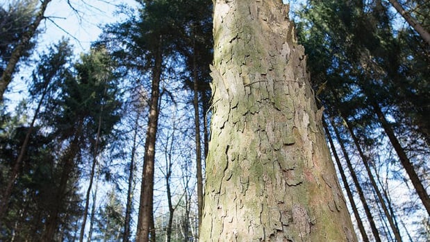 Gallus conclut un partenariat environnemental avec Forliance